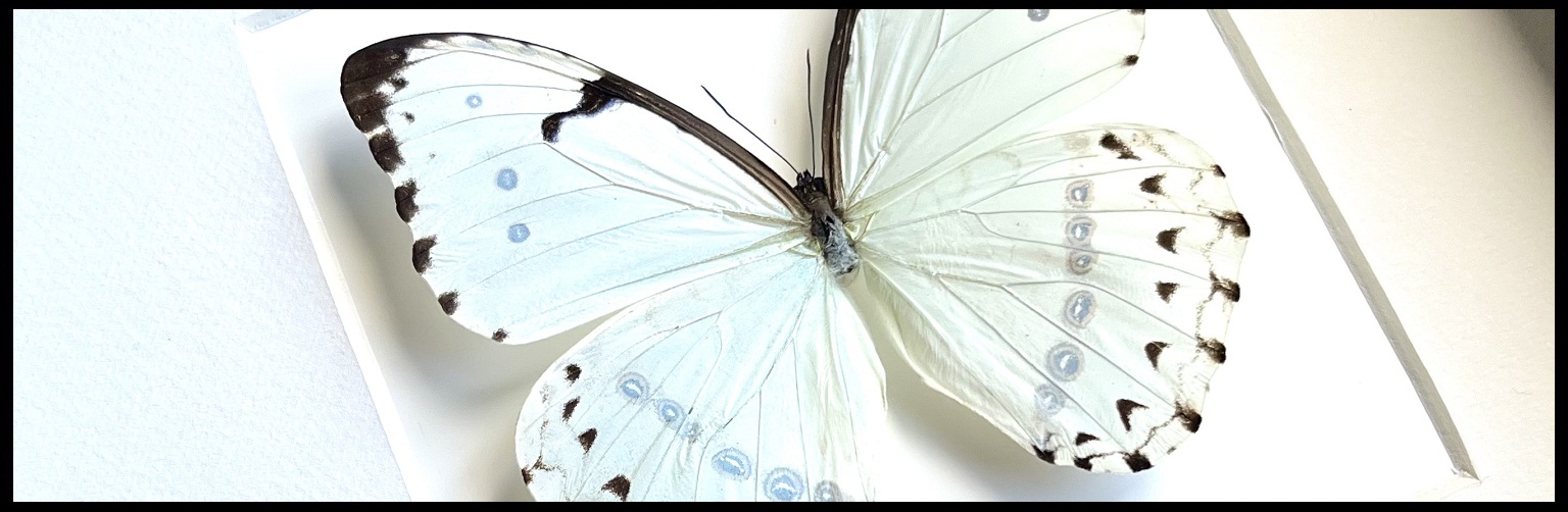 slide /fotky66779/slider/Morpho-catenarius.jpg